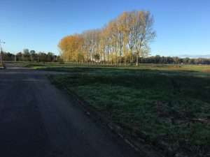 Bomen Nesciopark Haren